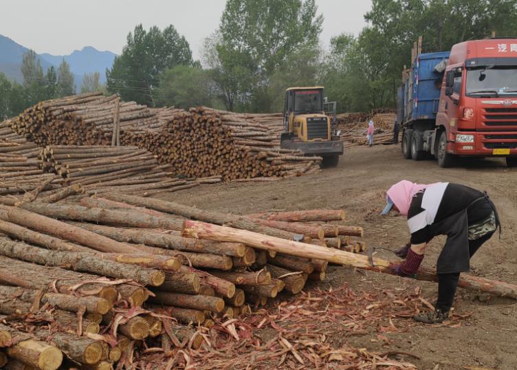 地磅基礎松木樁施工，確保穩固與可靠