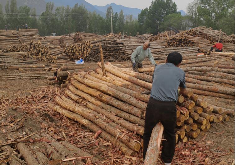 松木樁價格3米、4米、5米價格是多少